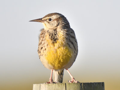 western meadowlark BRD5395.JPG