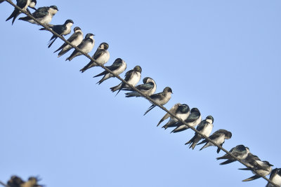 tree swallow BRD5497.JPG