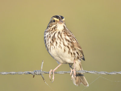 savannah sparrow BRD5479.JPG