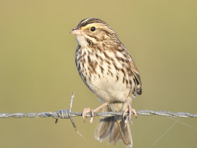 savannah sparrow BRD5480.JPG