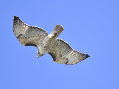 red-tailed hawk BRD5852.JPG