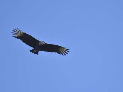 black vulture BRD6313.JPG