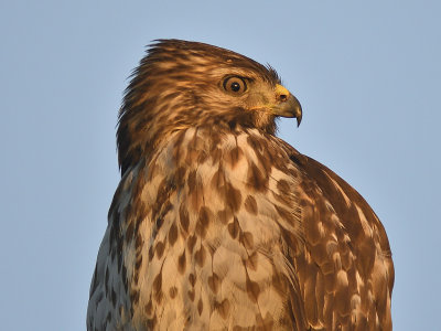red-shouldered hawk BRD7085.JPG