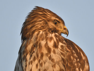 red-shouldered hawk BRD7089.JPG