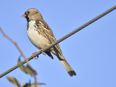 harris's sparrow BRD7125.JPG