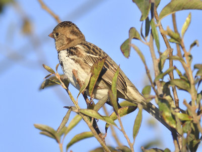 harris's sparrow BRD7134.JPG