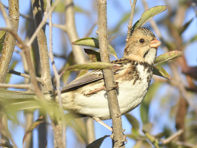 harris's sparrow BRD7152.JPG