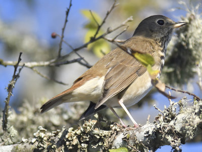 hermit thrush BRD7225.JPG