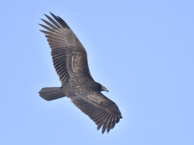 turkey vulture BRD6748.JPG
