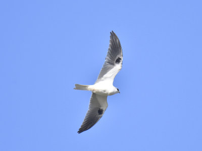 white-tailed kite BRD6450.JPG