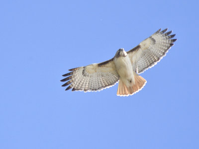 red-tailed hawk BRD6852.JPG