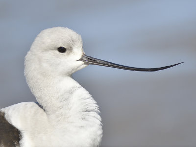 american avocet BRD7391.JPG