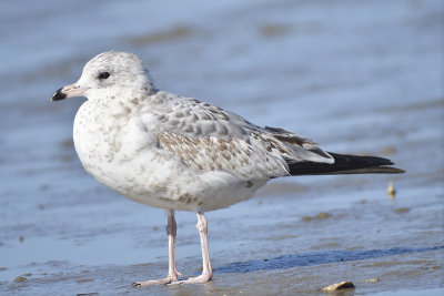 ring-billed gull BRD7400.JPG