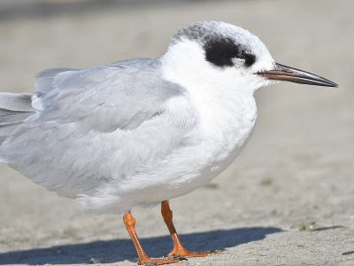 forster's tern BRD7524.JPG