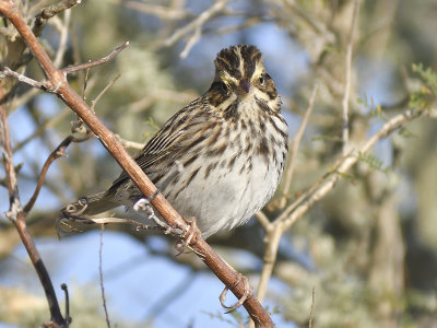 savannah sparrow BRD7567.JPG