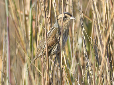 nelson's sparrow BRD7650.JPG