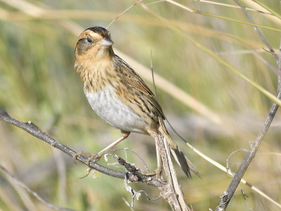 nelson's sparrow BRD7695.JPG