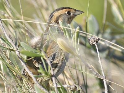 nelson's sparrow BRD7709.JPG