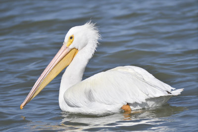 white pelican BRD7815.JPG