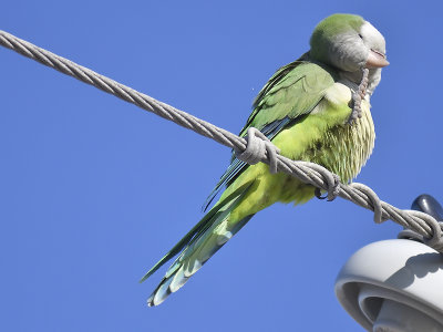 monk parakeet BRD7937.JPG