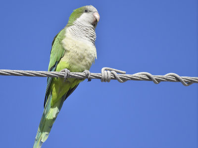 monk parakeet BRD7944.JPG