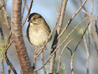 swamp sparrow BRD7962.JPG