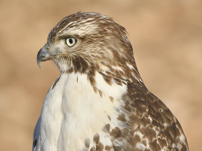 red-tailed hawk BRD7987.JPG