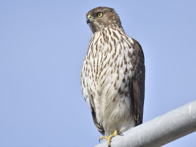 cooper's hawk BRD8118.JPG