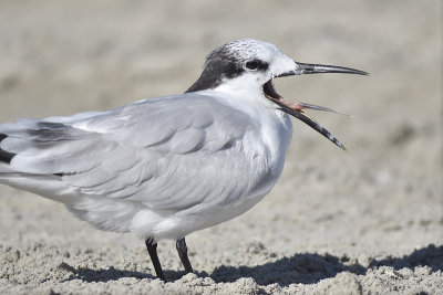 sandwich tern BRD8139.JPG