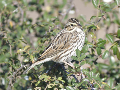 savannah sparrow BRD8311.JPG