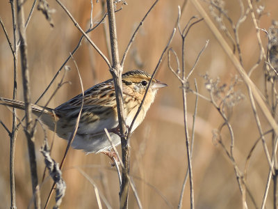 leconte's sparrow BRD8238.JPG