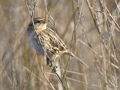 leconte's sparrow BRD8276.JPG