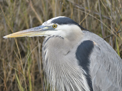 great blue heron BRD8360.JPG