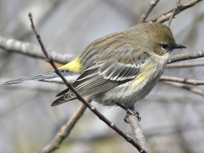 yellow-rumped warbler BRD8348.JPG