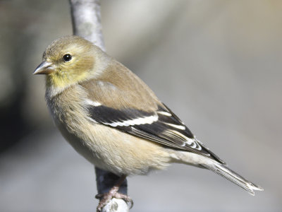 american goldfinch BRD8638.JPG