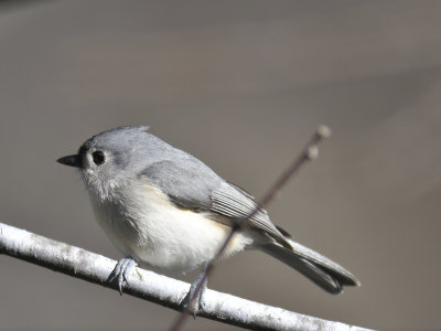 tufted titmouse BRD8579.JPG