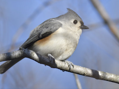 tufted titmouse BRD8645.JPG