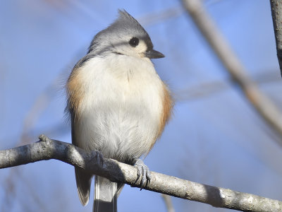 tufted titmouse BRD8671.JPG