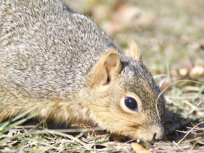 fox squirrel BRD8538.JPG