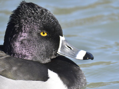 ring-necked duck BRD8511.JPG