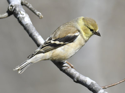 american goldfinch BRD8746.JPG