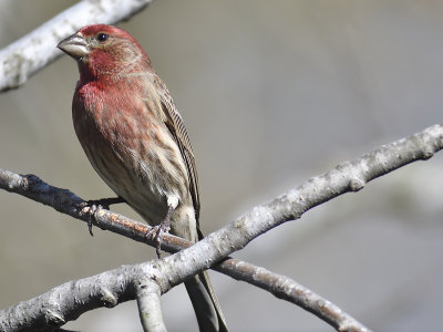 house finch BRD8772.JPG