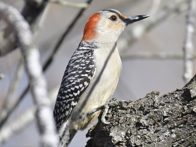 red-bellied woodpecker BRD8754.JPG