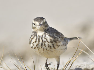 american pipit BRD9044.JPG