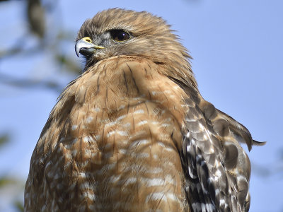 red-shouldered hawk BRD9070.JPG