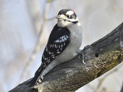 downy woodpecker BRD9093.JPG