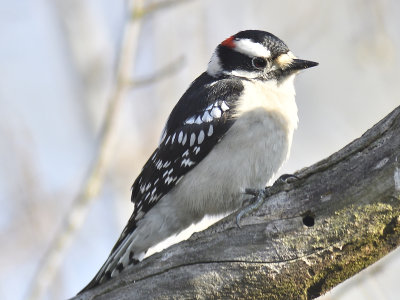 downy woodpecker BRD9098.JPG