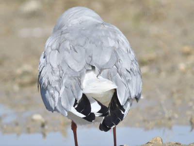 bonapartes gull BRD9496.JPG