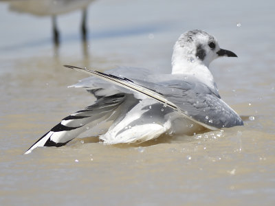 bonaparte's gull BRD9573.JPG