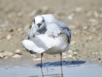 bonaparte's gull BRD9607.JPG